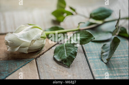 Weiße Rose auf verwitterte Scheune Holz texturierte Oberfläche Stockfoto