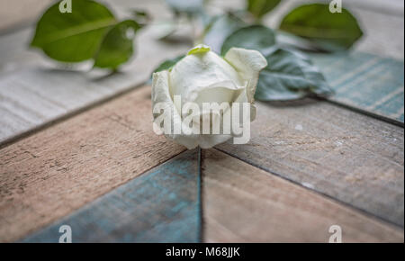 Weiße Rose auf verwitterte Scheune Holz texturierte Oberfläche Stockfoto