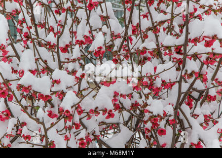 Nahaufnahme der Blüte Baum mit Schnee bedeckt Stockfoto