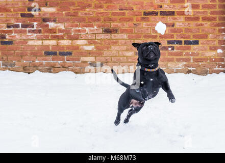 Schwarz Staffordshire Bull Terrier Hund spielen im Schnee und Sprünge für einen schneeball vor einer roten Backstein gebaut. Stockfoto
