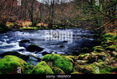 Creek in den Wäldern von Derwent Water, Lake District, England. Stockfoto