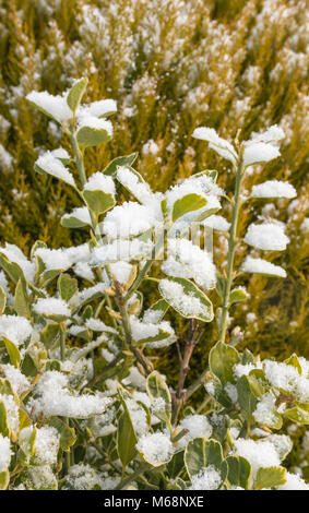 Winter Schnee, Blätter auf einem Busch. Stockfoto