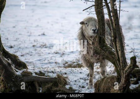 Herdwick-schafe in Cumbria im Schnee Stockfoto