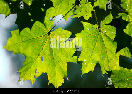 Branch of Norway maple tree with spotted leaves afflicted by a disease in a  forest in summer season Stockfoto