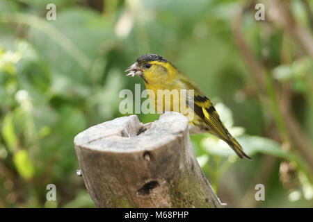 Eine atemberaubende männlichen Siskin (Carduelis spinus) auf einem Baumstumpf Fütterung thront. Stockfoto