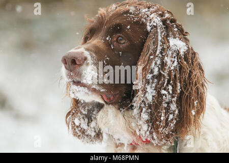 Ein Kopf eines süßen English Springer Spaniel in einem Schneesturm mit Schnee auf seinem Gesicht und Ohren. Stockfoto