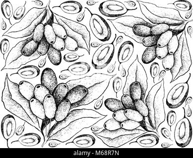 Beerenfrüchte, Illustration Hintergrund von Hand gezeichnete Skizze Jambolan, Java Pflaume, schwarze Pflaume oder Syzygium Cumini Früchte. Stock Vektor