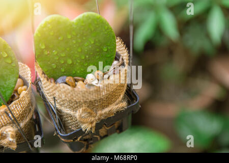 Nette Anlage Herzform grünen Kaktus im Topf mit Regentropfen Stockfoto