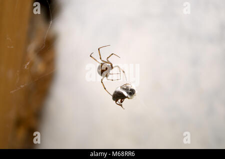 Eine Spinne gefangen eine Beute im Netz Stockfoto