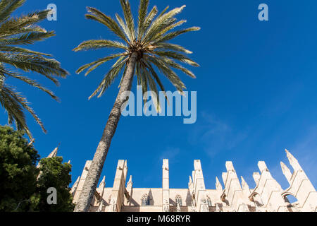 Kathedrale von Palma de Mallorca mit Palmen Stockfoto