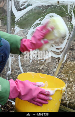 Gewächshaus Fensterscheiben sind mit warmen Seifenwasser im Winter gewaschen zur Verbesserung der Anbaubedingungen und helfen, Schädlinge und Krankheiten Risiko reduzieren, UK Garten Stockfoto