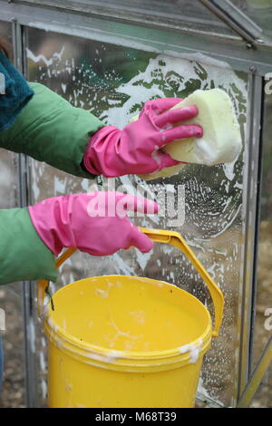 Gewächshaus Fensterscheiben sind mit warmen Seifenwasser im Winter gewaschen zur Verbesserung der Anbaubedingungen und helfen, Schädlinge und Krankheiten Risiko reduzieren, UK Garten Stockfoto