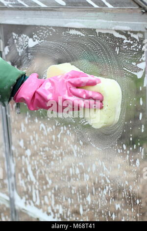 Gewächshaus Fensterscheiben sind mit warmen Seifenwasser im Winter gewaschen zur Verbesserung der Anbaubedingungen und helfen, Schädlinge und Krankheiten Risiko reduzieren, UK Garten Stockfoto