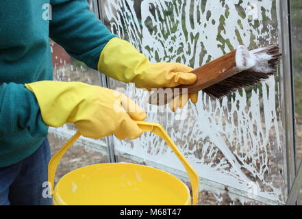 Gewächshaus Fensterscheiben sind mit warmen Seifenwasser im Winter gewaschen zu entfernen Schmutz und helfen, Schädlinge und Krankheiten Risiko reduzieren, UK Garten Stockfoto