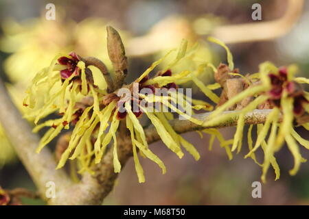 Hamamelis x intermedia 'Primavera' Hamamelis in Blume in einem Wintergarten, Großbritannien Stockfoto