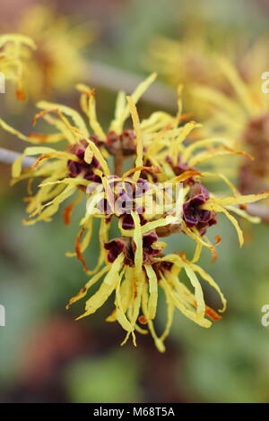 Hamamelis x intermedia 'Primavera' Hamamelis in Blume in einem Wintergarten, Großbritannien Stockfoto