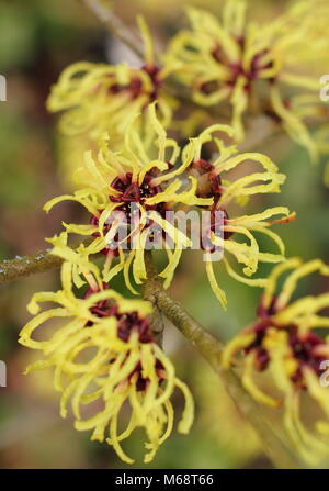 Hamamelis x intermedia 'Githago' (allgemein hamamelis Mollis 'Githago'), Zaubernuss in Blume, Winter, Großbritannien Stockfoto