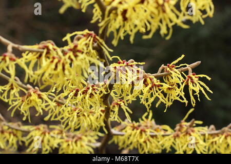 Hamamelis x intermedia 'Arnold Promise' Hamamelis, in der Blume in einem englischen Wintergarten, Großbritannien Stockfoto