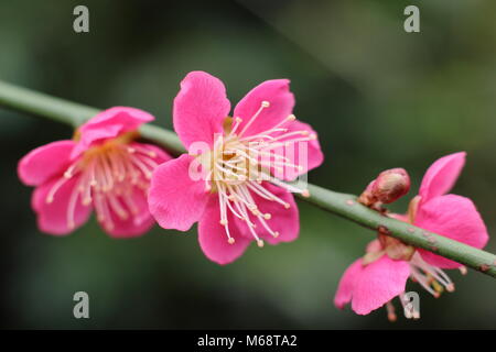 Blüten von Prunus japanische Aprikose 'Beni - chidori', Japanische Aprikose sich in einem späten Winter Garden, Großbritannien Stockfoto