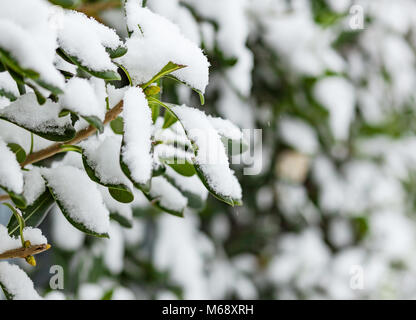 Immergrüne Zweige in einer Schicht aus frisch gefallenen Schnee und Eis bedeckt. Stockfoto