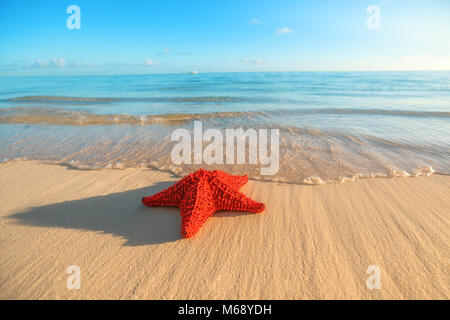 Seastar oder Meer Seestern stehen auf dem Strand Stockfoto