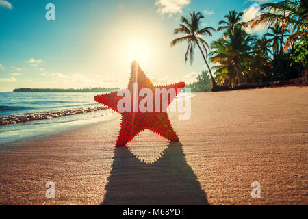 Meer Seestern am Strand bei Sonnenaufgang Stockfoto