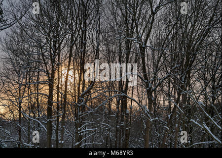 Sonne Sonnenuntergang hinter Schnee überzogen Baum Linie der Esche Fraxinus excelsior, und Birke mit viel Schnee in der stürmischen Wolken Stockfoto
