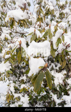 Schnee bedeckt Knospen der Rhododendron ponticum im Sonnenschein Stockfoto