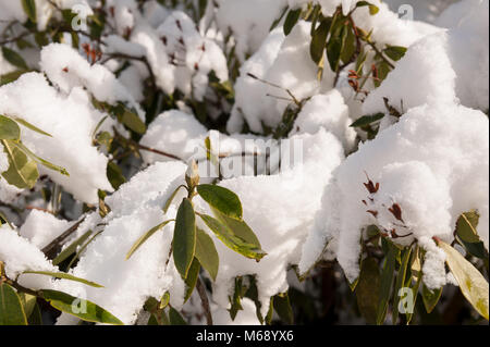 Schnee bedeckt Knospen der Rhododendron ponticum im Sonnenschein Stockfoto