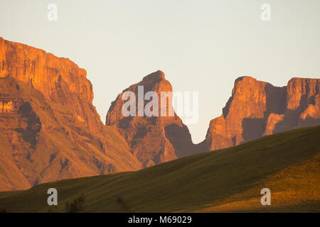 Monk's Cowl B 0394 Stockfoto