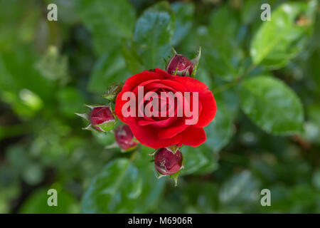 Rote Rosen auf einen Busch im Garten, Ansicht von oben. Stockfoto