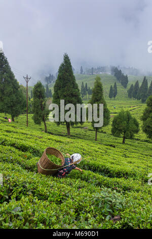 Sikkim, Indien - 21. April 2017: Indische Frau ist die Abholung der frischen Teeblätter von Tee Plantage in Sikkim, Indien Stockfoto