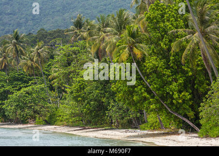 Palmen auf die schöne leere Tropical Beach auf Koh Chang Insel in Thailand. Stockfoto