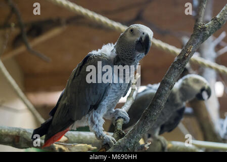 Graupapagei ruht auf einem Zweig in seinem Gehäuse. Der Vogel ist in äquatorialen Afrika Stockfoto