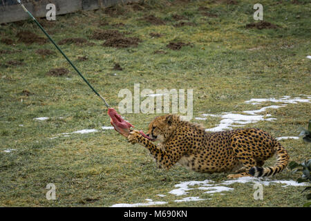 Cheetah reißt ein Stück Fleisch mit einem Kabel am Zoo angeschlossen Stockfoto