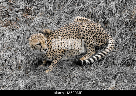 Teilweise Entsättigung der Gepard in einem Patch von Gras ausruhen Stockfoto