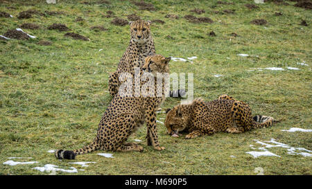 Nach Geparden sein aufmerksam, während die jüngste in der Gruppe ist ein verzehrendes ein Stück Fleisch. Winter Szene im Tierpark Herberstein in Österreich Stockfoto