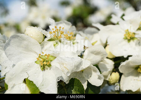 Blume, Aple Bäume im Garten mit Tropfen Wasser auf wusch Hintergrund Stockfoto