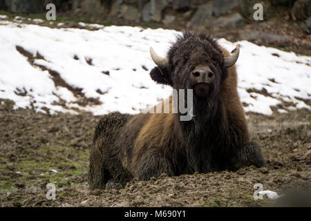 Neugierig bison deutete auf die Kamera beim Sitzen auf dem kalten Boden im Winter Stockfoto