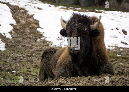 Junger Erwachsener bison ruht auf dem schlammigen, kalten Boden an einem Winter Stockfoto