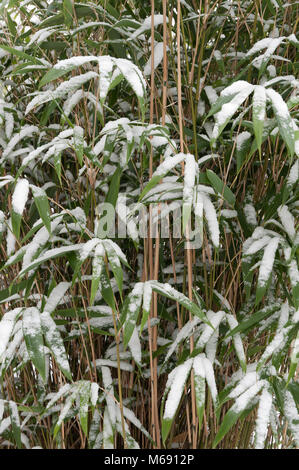 Hardy Schnee überzogen immergrünen Blätter und Stöcke aus Bambus stammt im Winter, Fargesia murielae, Pingwu Stockfoto