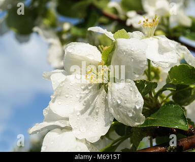 Blume, Aple Bäume im Garten mit Tropfen Wasser auf wusch Hintergrund Stockfoto