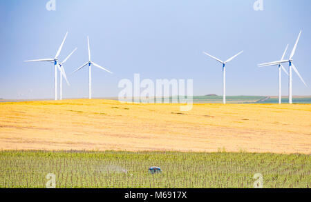 Traktor zwischen dem ökologischen Trauben Zeilen im Weinberg mit der Landwirtschaft Felder und Windräder im Hintergrund arbeiten Stockfoto