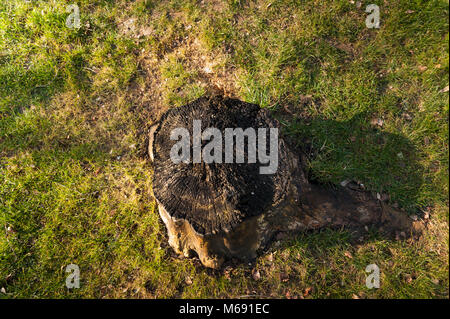 Bleibt der Esche, verkohlten Stumpf bleibt im neuen gepflanzt, Rasen, gefällten Baum wegen Asche sterben, Krankheit, eine Gefahr und Bedrohung für andere Bäume Stockfoto