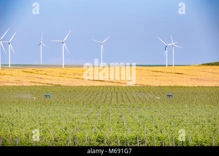 Arbeiter im Weinberg mit Traktoren spraing die Traube Zeilen und Ökologie Windenergieanlagen in der Rückseite Stockfoto