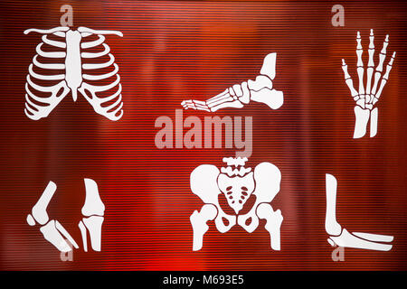 X-ray mehrere Teile der Erwachsenen. Sammlung X-ray Teil des menschlichen auf rotem Hintergrund