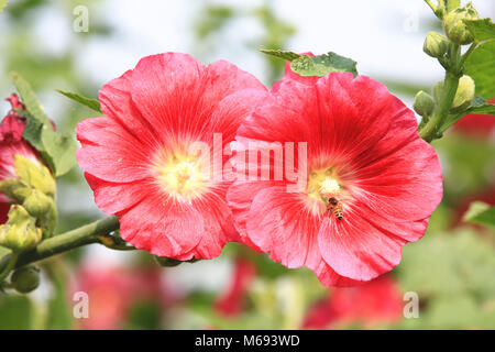 Rote Malve Blumen und Bienen, Nahaufnahme von roten Blumen blühen im Garten mit Biene im Frühjahr Stockfoto