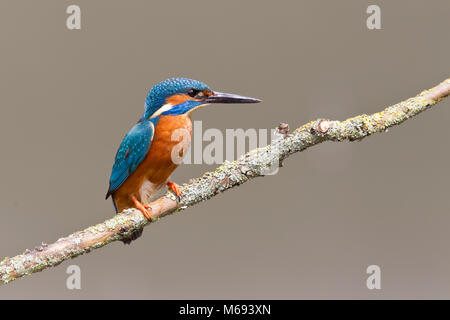 Eisvogel Alcedo atthis hocken auf Flechten bedeckt Zweig über Wasser Stockfoto