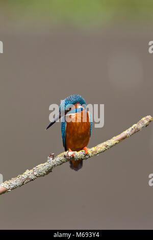 Eisvogel Alcedo atthis hocken auf Flechten bedeckt Zweig über Wasser Stockfoto