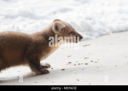 Amerikanische Baummarder Nahrungssuche am Boden für Saatgut im Winter Stockfoto